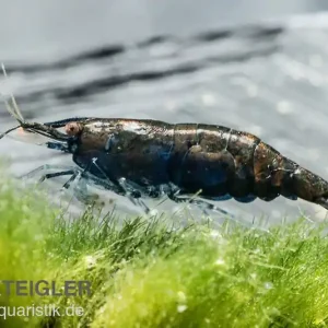 Nur Für Kurze Zeit Black Sakura Garnele, Neocaridina davidi