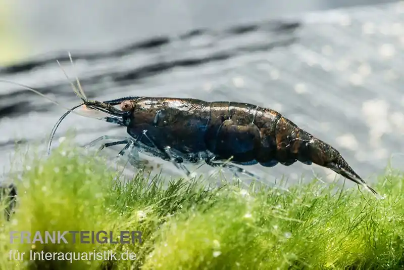 Nur Für Kurze Zeit Black Sakura Garnele, Neocaridina davidi