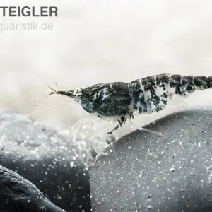 Blue Navy Shrimp, Neocaridina davidi Jetzt Kaufen