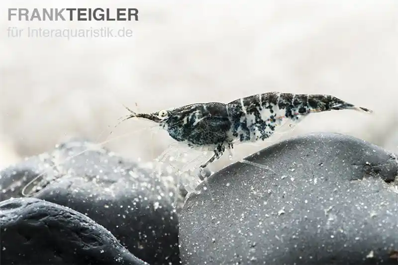 Blue Navy Shrimp, Neocaridina davidi Jetzt Kaufen