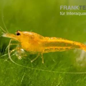 Yellow King Kong Garnele, Caridina logemanni Schneller Versand