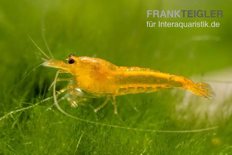Yellow King Kong Garnele, Caridina logemanni Schneller Versand