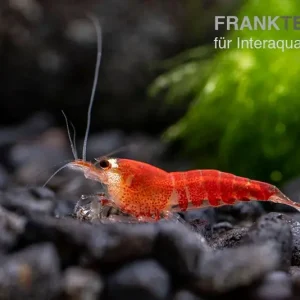 Jetzt Bestellen Super Crystal Red "Santa" Garnele, Caridina logemani