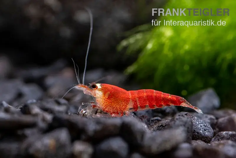 Jetzt Bestellen Super Crystal Red "Santa" Garnele, Caridina logemani