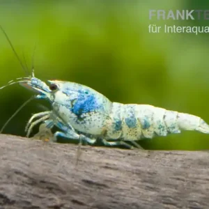 Taiwan Bee Blue Bolt Face, Caridina spec. Garantierte Lieferung