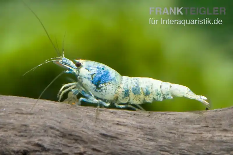 Taiwan Bee Blue Bolt Face, Caridina spec. Garantierte Lieferung