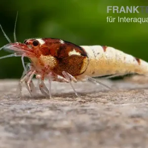 Versand Am Gleichen Tag Red Pinto Garnele Mix, Caridina spec. Red Pinto Taiwan Bee