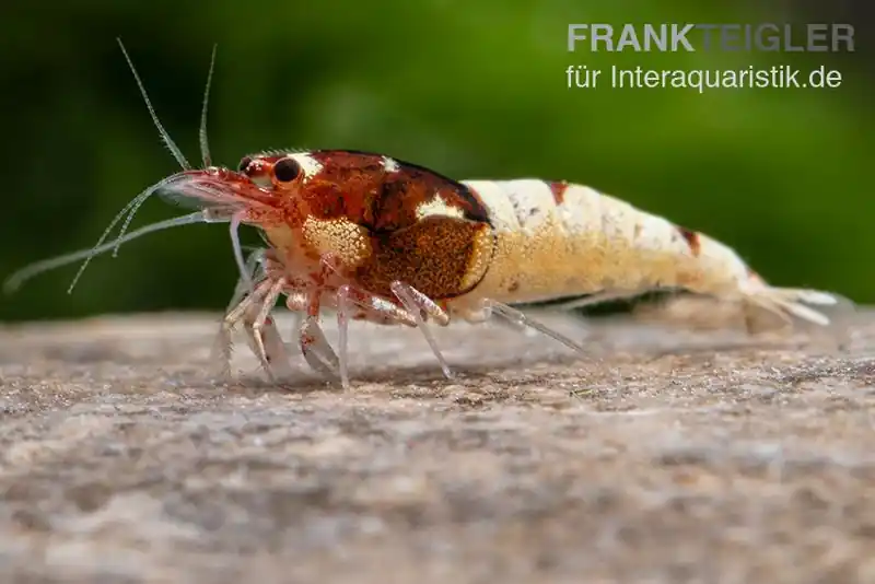 Versand Am Gleichen Tag Red Pinto Garnele Mix, Caridina spec. Red Pinto Taiwan Bee