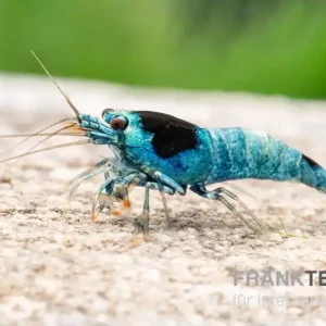 Beliebt Blue Mosura King Kong Garnele, Caridina spec. (Taiwan Bee)