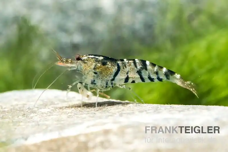 Sofort Bestellen TiBee-Garnele schwarz, Tigerbiene, Caridina spec.