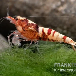 Rabatt Red Zebra Pinto Garnele, Caridina spec. (Taiwan Bee)