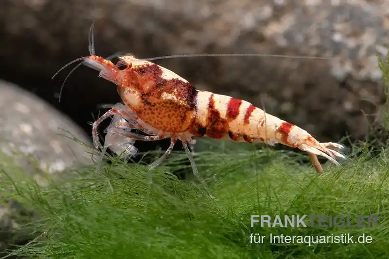Rabatt Red Zebra Pinto Garnele, Caridina spec. (Taiwan Bee)