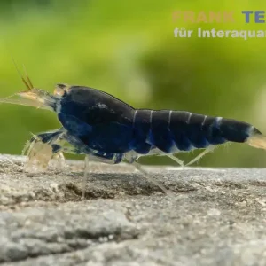 Sonderangebot Blaue Tigergarnele "Deep Blue", Caridina mariae