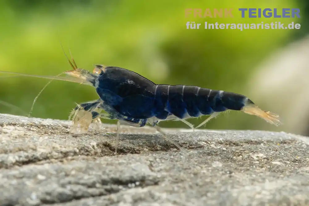 Sonderangebot Blaue Tigergarnele "Deep Blue", Caridina mariae