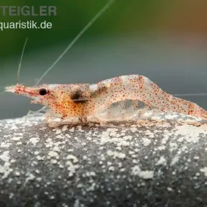 Mega-Angebot Afrikanische Zwerggarnele, Caridina gaesumi