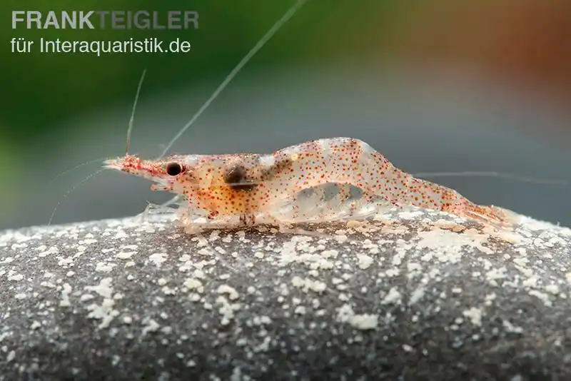 Mega-Angebot Afrikanische Zwerggarnele, Caridina gaesumi