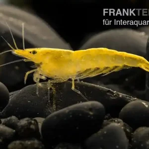 Sakura Gelbe Garnele, Neocaridina davidi "Yellow Fire Sakura" Meistverkauft