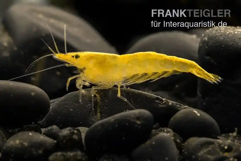 Sakura Gelbe Garnele, Neocaridina davidi "Yellow Fire Sakura" Meistverkauft