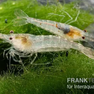 Sulawesi Inlandsgarnele, Caridina pareparensis (Malawa-Garnele) Echt
