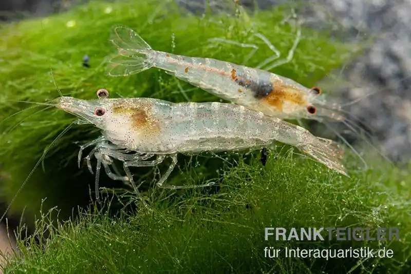 Sulawesi Inlandsgarnele, Caridina pareparensis (Malawa-Garnele) Echt