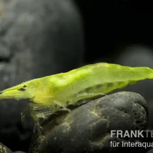 Grüne Zwerggarnele, Neocaridina babaulti Wochenendangebot