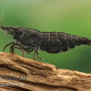 Chocolate Garnele, Neocaridina davidi "Chocolate" Meistverkauft