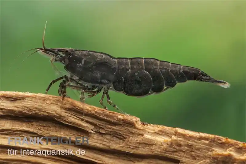 Chocolate Garnele, Neocaridina davidi "Chocolate" Meistverkauft