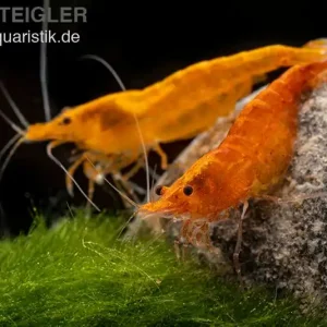 Günstig Orange Skunk Garnele, Neocaridina davidi Orange Skunk