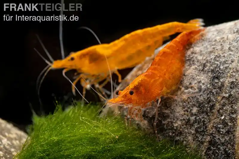 Günstig Orange Skunk Garnele, Neocaridina davidi Orange Skunk