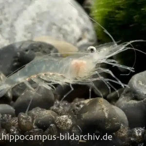 Wochenendangebot Glasgarnele, Macrobrachium lanchesteri