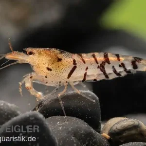 Top-Preis Tigergarnele, Caridina mariae