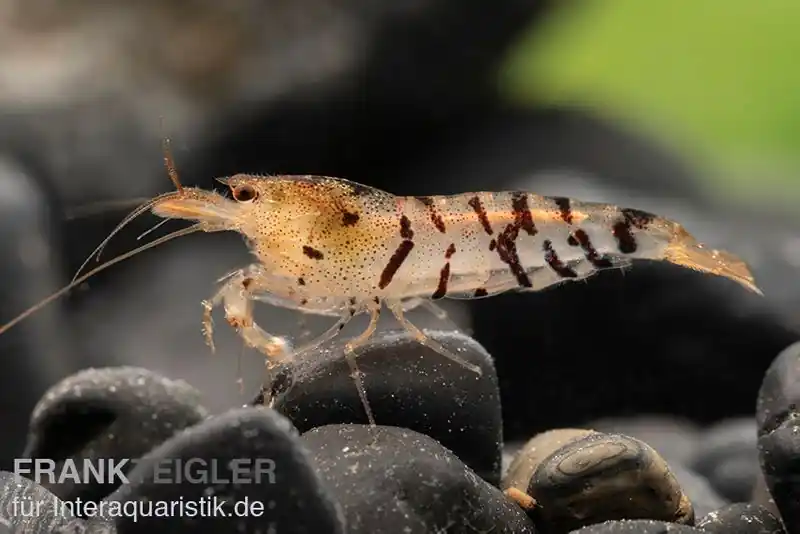 Top-Preis Tigergarnele, Caridina mariae