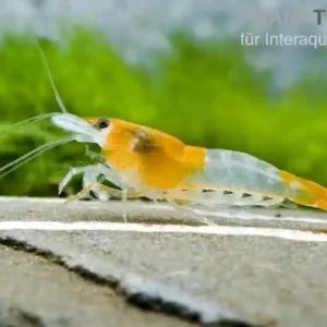 Orange Rili Garnele, Neocaridina davidi Preisknaller