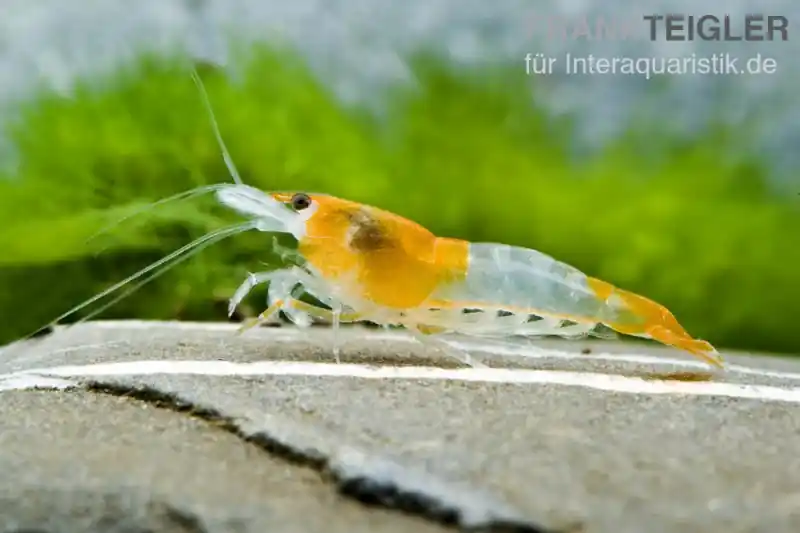 Orange Rili Garnele, Neocaridina davidi Preisknaller