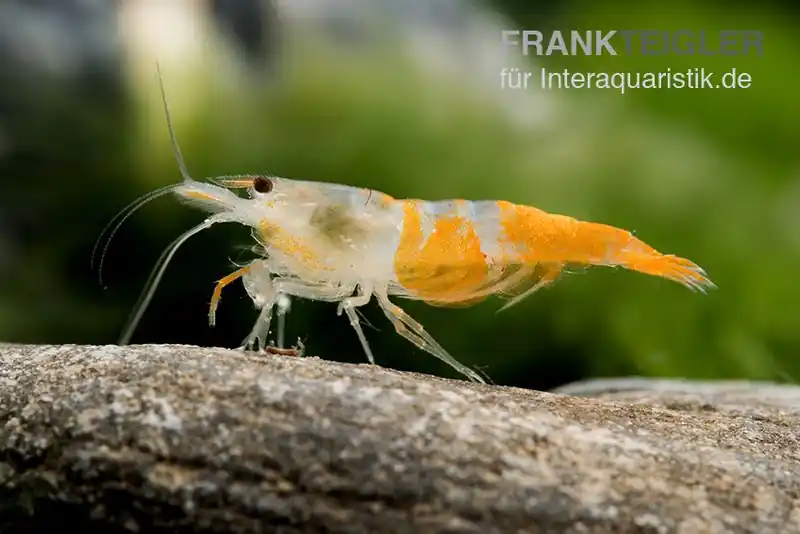 Highlight Yellow Jade Rili Shrimp, Neocaridina davidi