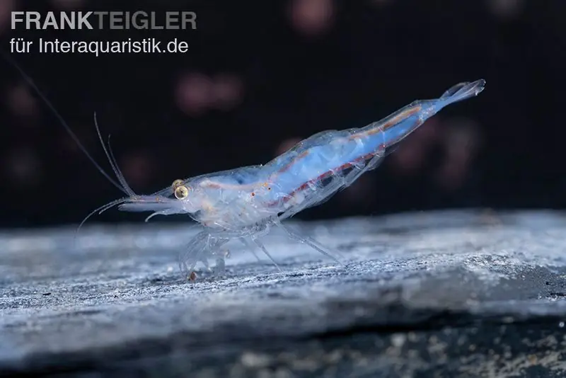 Short Nose Garnele, Caridina sp. Preiswert