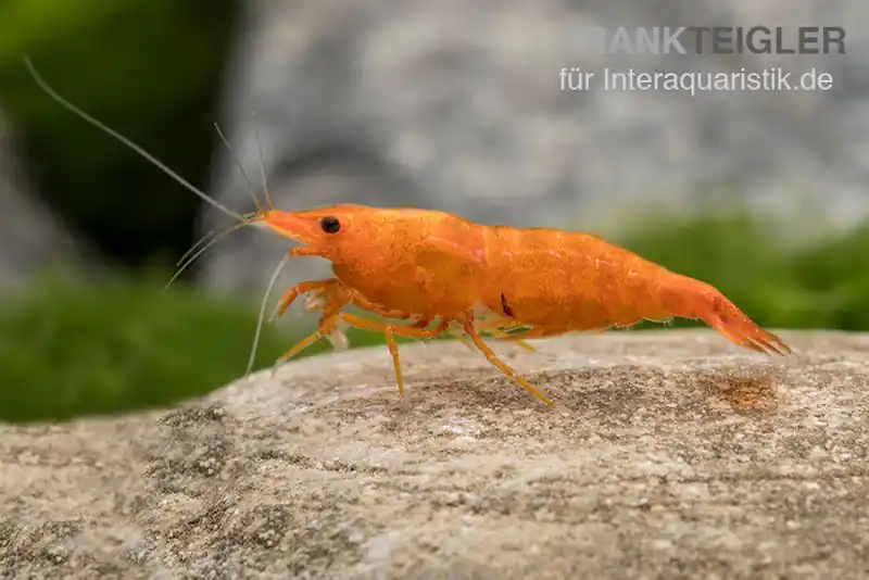 Golden Dust Garnele, Neocaridina davidi Rabatt
