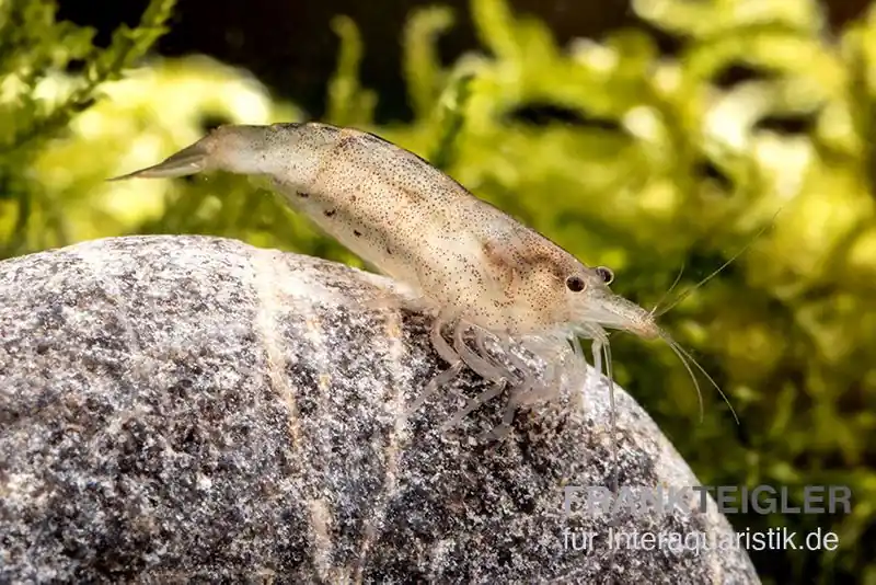 Australische Amanogarnele, Caridina typus (Rarität) Direkt Vom Hersteller