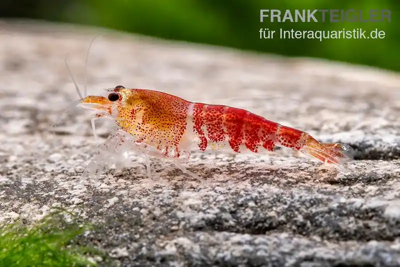 Super Crystal Red Garnele, Caridina logemani Angebot
