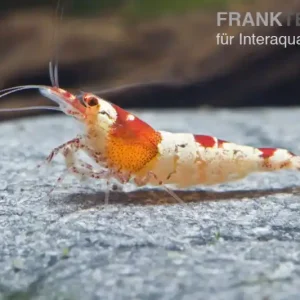 Red Bee Hinomaru Garnele, Grade SS-SSS, Caridina logemanni Meistverkauft