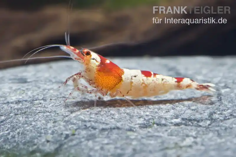 Red Bee Hinomaru Garnele, Grade SS-SSS, Caridina logemanni Meistverkauft