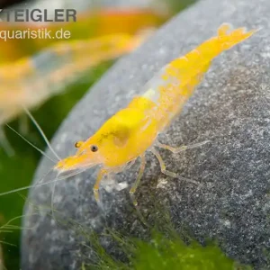 Yellow Rili Shrimp, Neocaridina davidi Sonderaktion