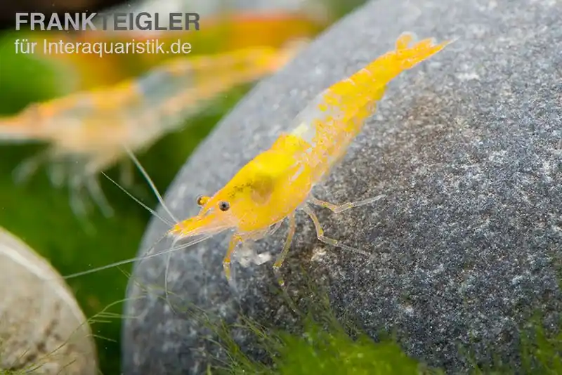 Yellow Rili Shrimp, Neocaridina davidi Sonderaktion