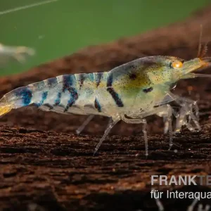 Highlight Golden Eye Tigergarnele, Caridina sp.