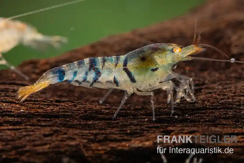 Highlight Golden Eye Tigergarnele, Caridina sp.