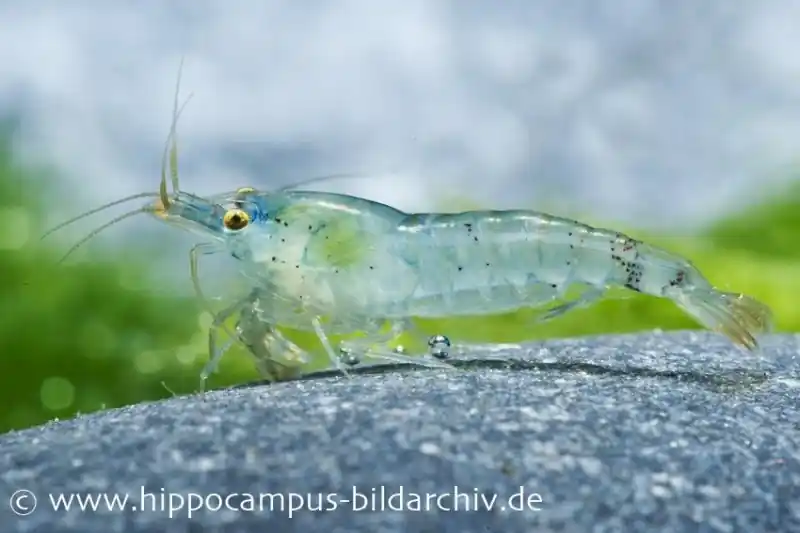 Blue Pearl Garnele, Neocaridina cf. zhangjiajiensis Preisknaller