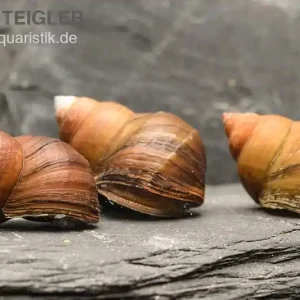 Asiatische Sumpfdeckelschnecke, Filopaludina martensi thailande Begrenztes Angebot