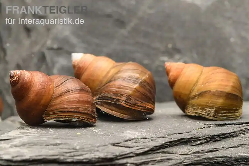 Asiatische Sumpfdeckelschnecke, Filopaludina martensi thailande Begrenztes Angebot