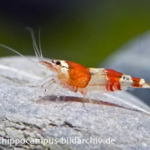 Bestseller Red Bee Grade A Garnele, Caridina logemanni