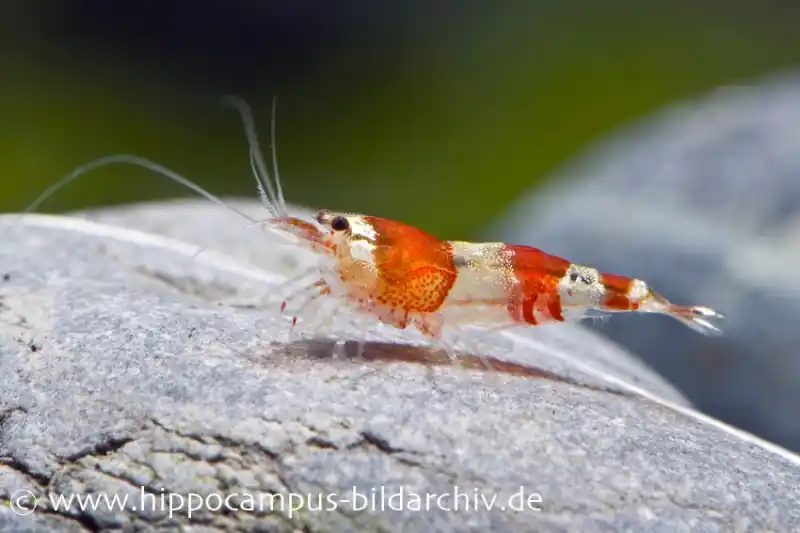 Bestseller Red Bee Grade A Garnele, Caridina logemanni